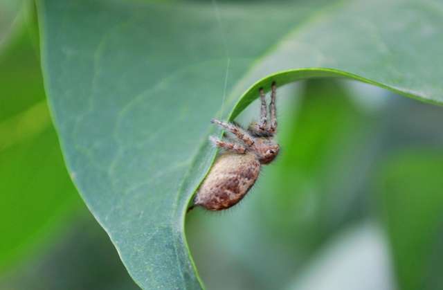 Philaeus chrysops